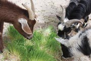 Goats produce higher quality products on a fodder diet